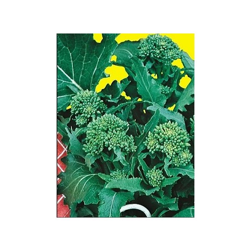 CIMA DI RAPA 120INA 100gr TGM140